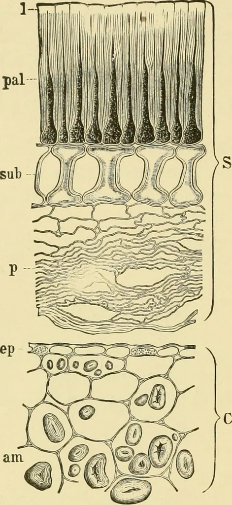 An illustration from The microscopy of vegetable foods, with special reference to the detection of adulteration and the diagnosis of mixtures, 1916, leaf 269