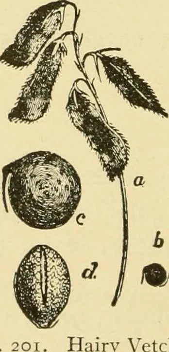 An illustration from The microscopy of vegetable foods, with special reference to the detection of adulteration and the diagnosis of mixtures, 1916, leaf 271