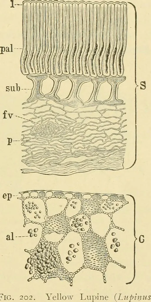 An illustration from The microscopy of vegetable foods, with special reference to the detection of adulteration and the diagnosis of mixtures, 1916, leaf 272