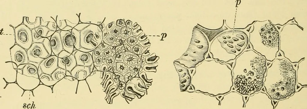 An illustration from The microscopy of vegetable foods, with special reference to the detection of adulteration and the diagnosis of mixtures, 1916, leaf 273
