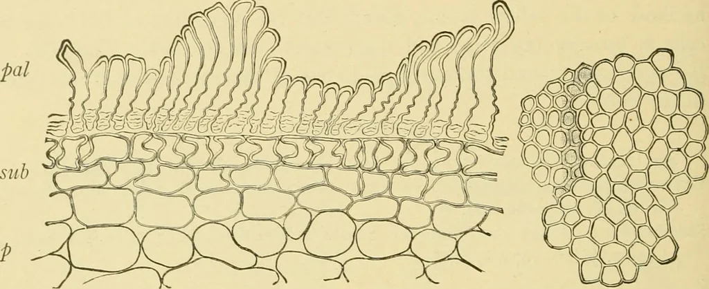 An illustration from The microscopy of vegetable foods, with special reference to the detection of adulteration and the diagnosis of mixtures, 1916, leaf 275