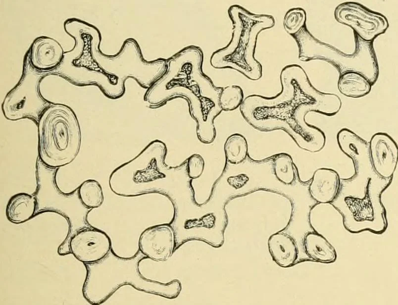 An illustration from The microscopy of vegetable foods, with special reference to the detection of adulteration and the diagnosis of mixtures, 1916, leaf 278