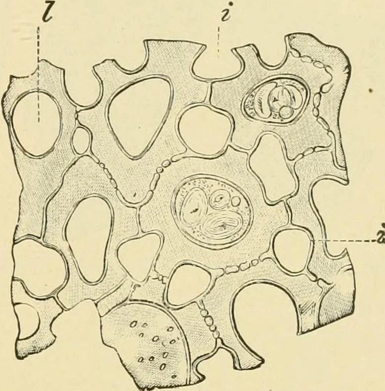 An illustration from The microscopy of vegetable foods, with special reference to the detection of adulteration and the diagnosis of mixtures, 1916, leaf 278