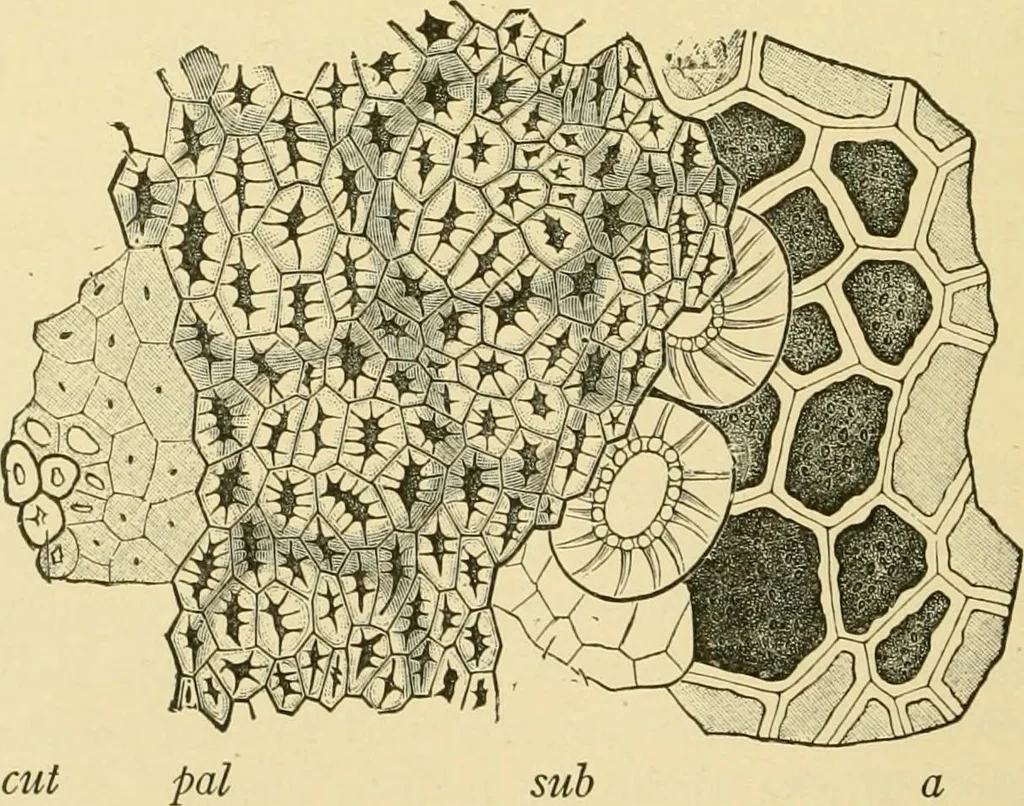 An illustration from The microscopy of vegetable foods, with special reference to the detection of adulteration and the diagnosis of mixtures, 1916, leaf 279