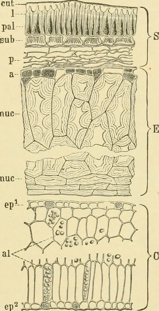 An illustration from The microscopy of vegetable foods, with special reference to the detection of adulteration and the diagnosis of mixtures, 1916, leaf 280