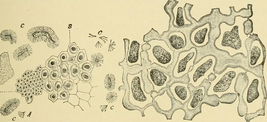 An illustration from The microscopy of vegetable foods, with special reference to the detection of adulteration and the diagnosis of mixtures, 1916, leaf 282