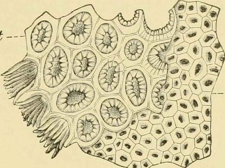 An illustration from The microscopy of vegetable foods, with special reference to the detection of adulteration and the diagnosis of mixtures, 1916, leaf 284