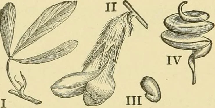 An illustration from The microscopy of vegetable foods, with special reference to the detection of adulteration and the diagnosis of mixtures, 1916, leaf 285