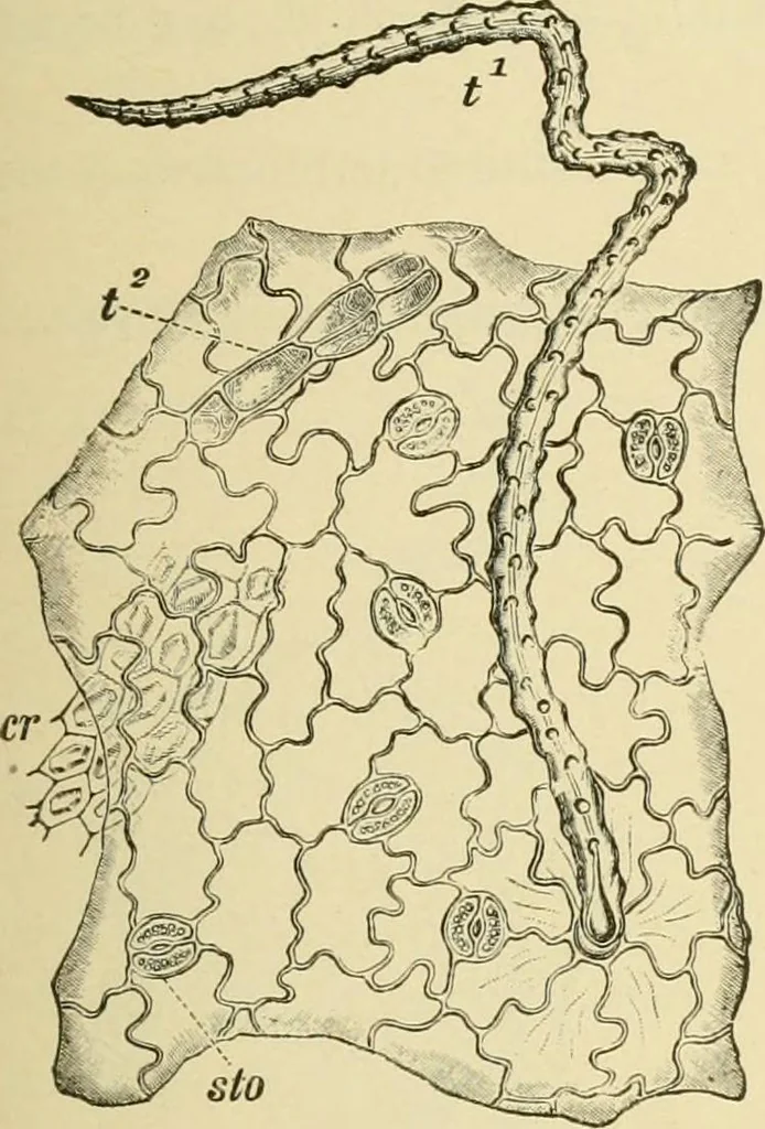 An illustration from The microscopy of vegetable foods, with special reference to the detection of adulteration and the diagnosis of mixtures, 1916, leaf 286