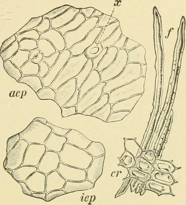 An illustration from The microscopy of vegetable foods, with special reference to the detection of adulteration and the diagnosis of mixtures, 1916, leaf 286