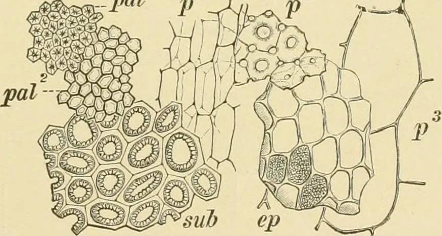 An illustration from The microscopy of vegetable foods, with special reference to the detection of adulteration and the diagnosis of mixtures, 1916, leaf 286