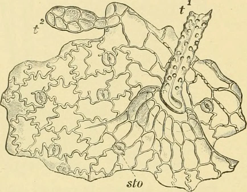 An illustration from The microscopy of vegetable foods, with special reference to the detection of adulteration and the diagnosis of mixtures, 1916, leaf 287
