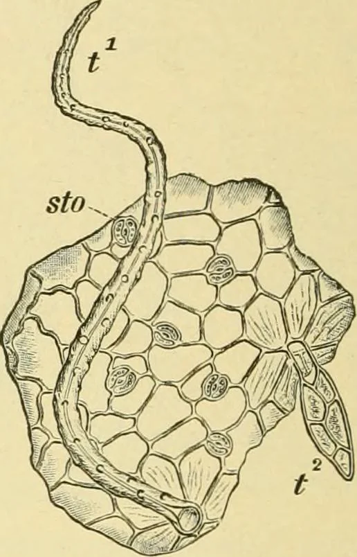 An illustration from The microscopy of vegetable foods, with special reference to the detection of adulteration and the diagnosis of mixtures, 1916, leaf 287