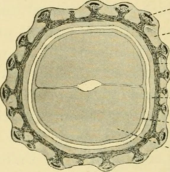 An illustration from The microscopy of vegetable foods, with special reference to the detection of adulteration and the diagnosis of mixtures, 1916, leaf 289