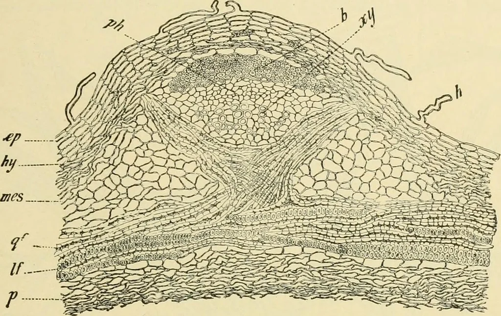 An illustration from The microscopy of vegetable foods, with special reference to the detection of adulteration and the diagnosis of mixtures, 1916, leaf 290