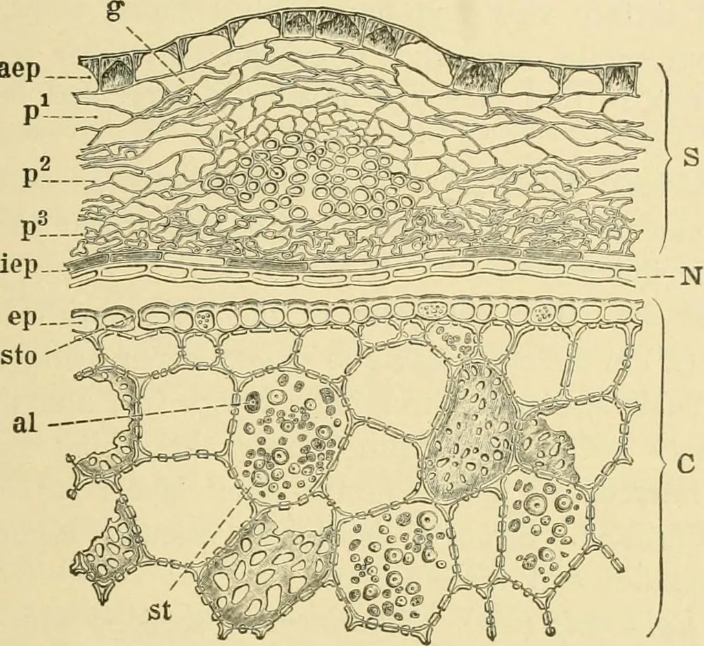 An illustration from The microscopy of vegetable foods, with special reference to the detection of adulteration and the diagnosis of mixtures, 1916, leaf 292