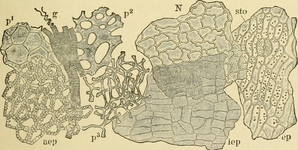 An illustration from The microscopy of vegetable foods, with special reference to the detection of adulteration and the diagnosis of mixtures, 1916, leaf 292