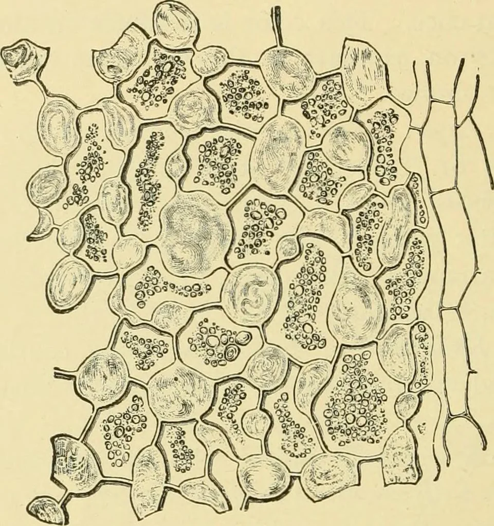 An illustration from The microscopy of vegetable foods, with special reference to the detection of adulteration and the diagnosis of mixtures, 1916, leaf 299