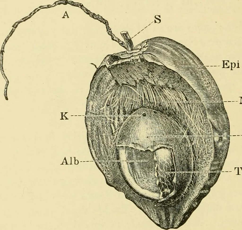 An illustration from The microscopy of vegetable foods, with special reference to the detection of adulteration and the diagnosis of mixtures, 1916, leaf 301