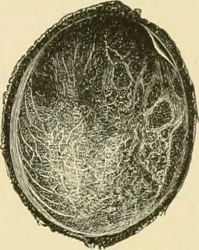 An illustration from The microscopy of vegetable foods, with special reference to the detection of adulteration and the diagnosis of mixtures, 1916, leaf 302