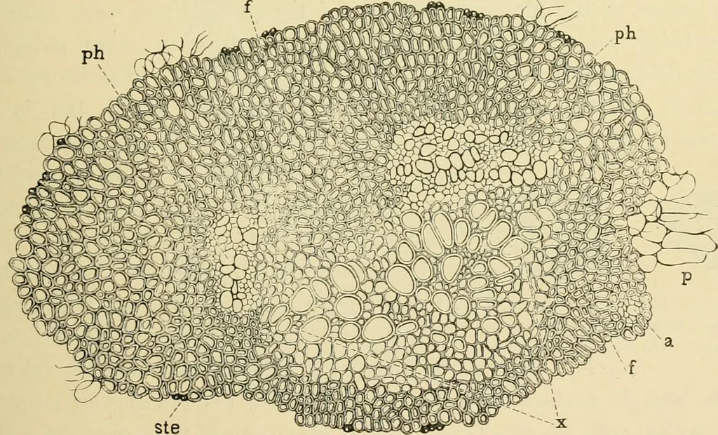 An illustration from The microscopy of vegetable foods, with special reference to the detection of adulteration and the diagnosis of mixtures, 1916, leaf 302