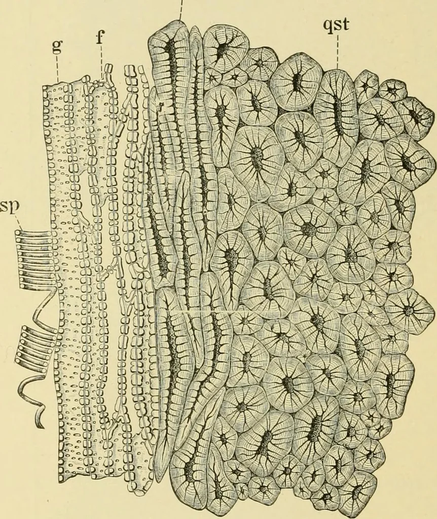 An illustration from The microscopy of vegetable foods, with special reference to the detection of adulteration and the diagnosis of mixtures, 1916, leaf 305