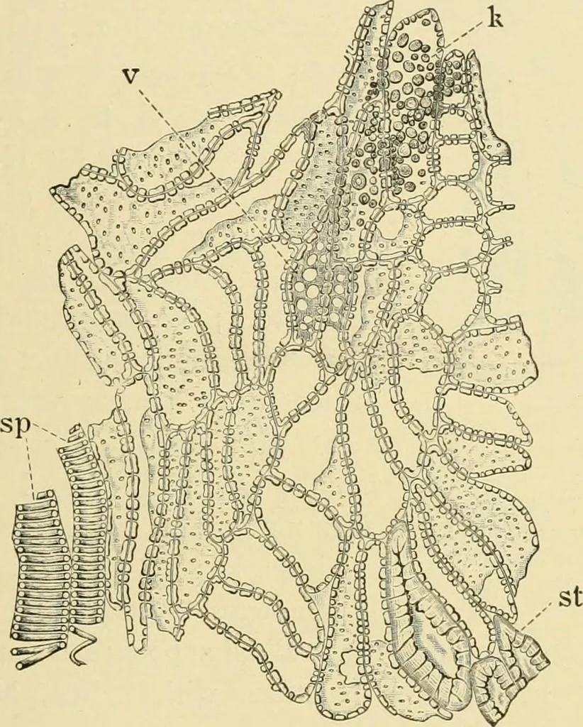 An illustration from The microscopy of vegetable foods, with special reference to the detection of adulteration and the diagnosis of mixtures, 1916, leaf 306