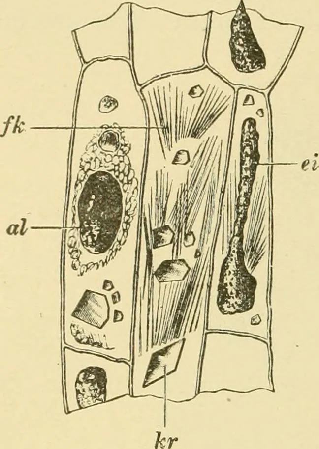 An illustration from The microscopy of vegetable foods, with special reference to the detection of adulteration and the diagnosis of mixtures, 1916, leaf 307