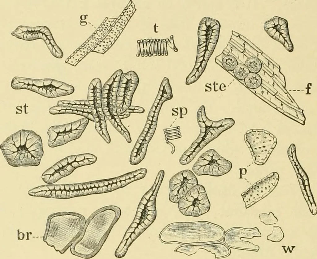 An illustration from The microscopy of vegetable foods, with special reference to the detection of adulteration and the diagnosis of mixtures, 1916, leaf 309