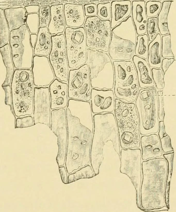 An illustration from The microscopy of vegetable foods, with special reference to the detection of adulteration and the diagnosis of mixtures, 1916, leaf 310