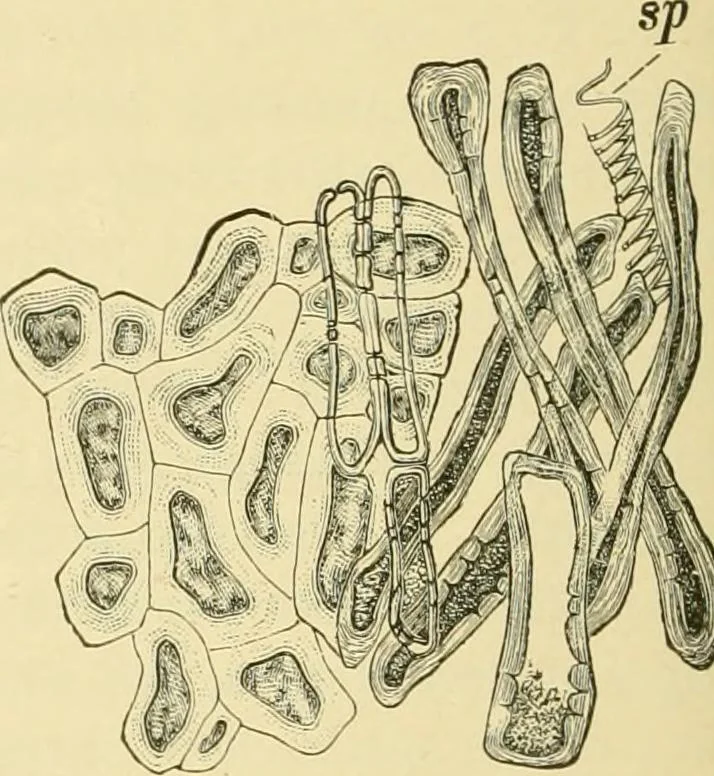 An illustration from The microscopy of vegetable foods, with special reference to the detection of adulteration and the diagnosis of mixtures, 1916, leaf 313