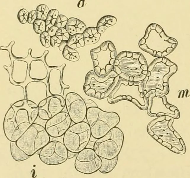 An illustration from The microscopy of vegetable foods, with special reference to the detection of adulteration and the diagnosis of mixtures, 1916, leaf 315