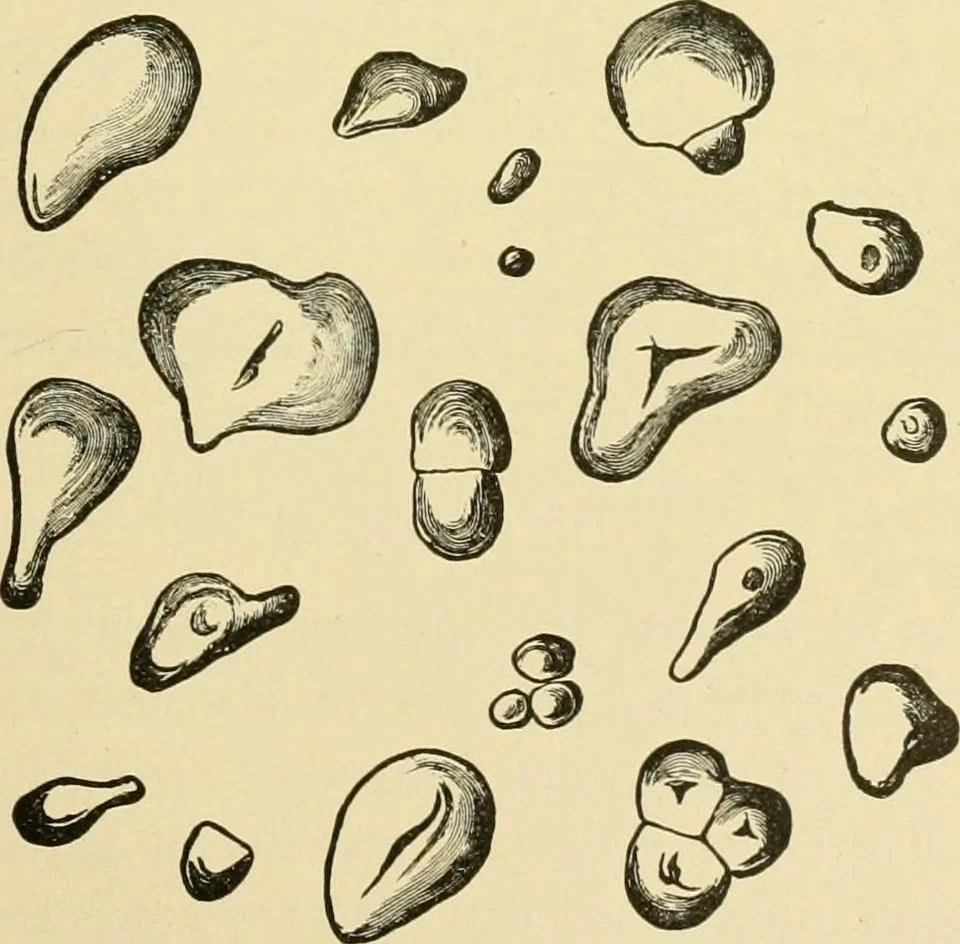 An illustration from The microscopy of vegetable foods, with special reference to the detection of adulteration and the diagnosis of mixtures, 1916, leaf 320