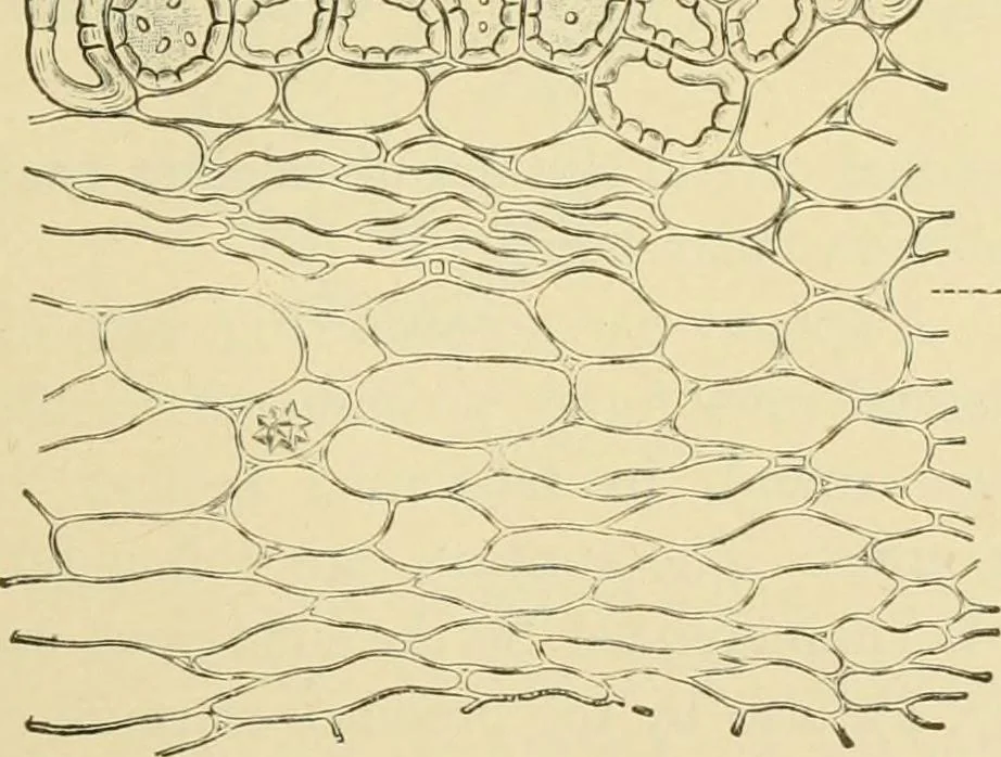 An illustration from The microscopy of vegetable foods, with special reference to the detection of adulteration and the diagnosis of mixtures, 1916, leaf 322