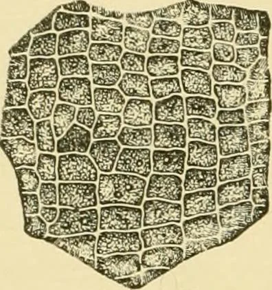 An illustration from The microscopy of vegetable foods, with special reference to the detection of adulteration and the diagnosis of mixtures, 1916, leaf 323