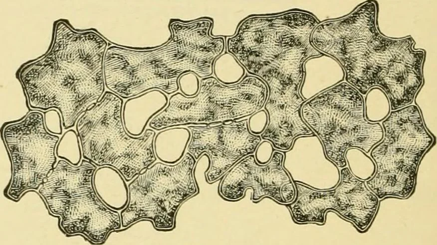 An illustration from The microscopy of vegetable foods, with special reference to the detection of adulteration and the diagnosis of mixtures, 1916, leaf 323