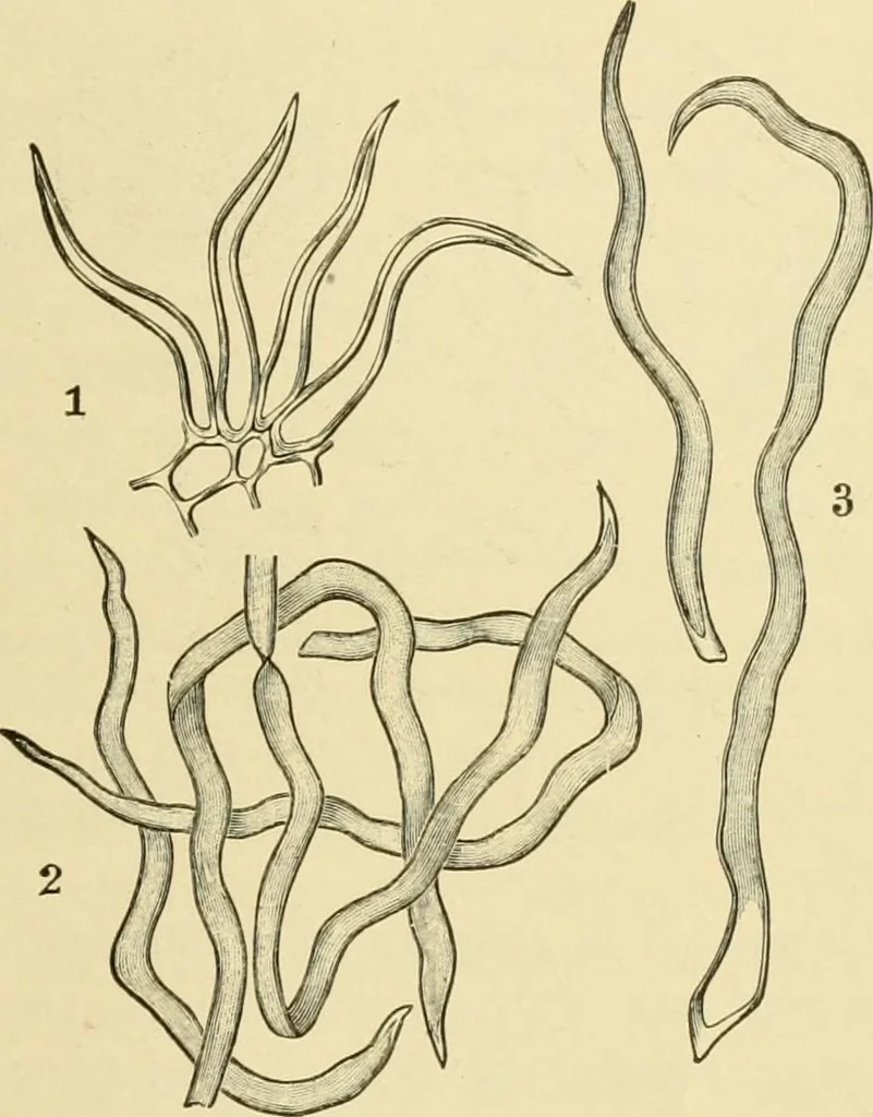 An illustration from The microscopy of vegetable foods, with special reference to the detection of adulteration and the diagnosis of mixtures, 1916, leaf 324
