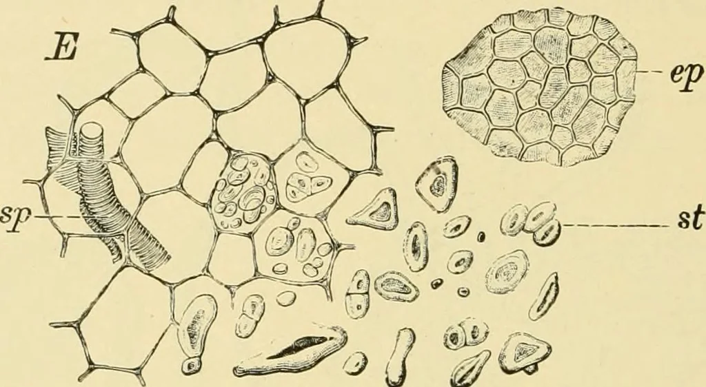 An illustration from The microscopy of vegetable foods, with special reference to the detection of adulteration and the diagnosis of mixtures, 1916, leaf 325