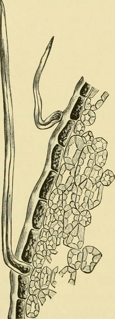 An illustration from The microscopy of vegetable foods, with special reference to the detection of adulteration and the diagnosis of mixtures, 1916, leaf 329