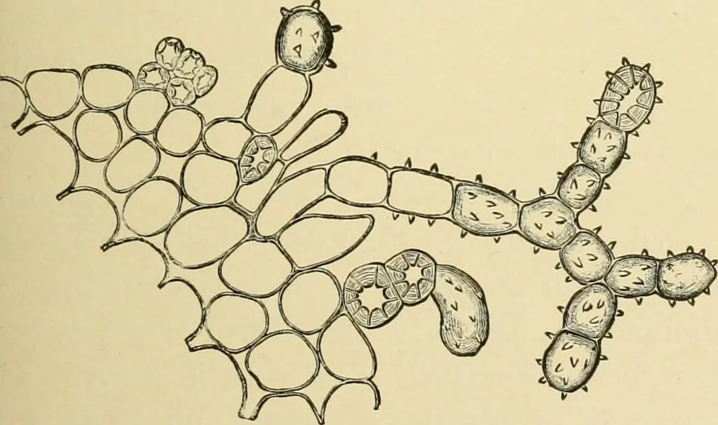 An illustration from The microscopy of vegetable foods, with special reference to the detection of adulteration and the diagnosis of mixtures, 1916, leaf 342