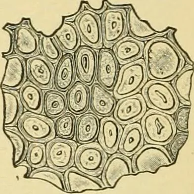 An illustration from The microscopy of vegetable foods, with special reference to the detection of adulteration and the diagnosis of mixtures, 1916, leaf 347
