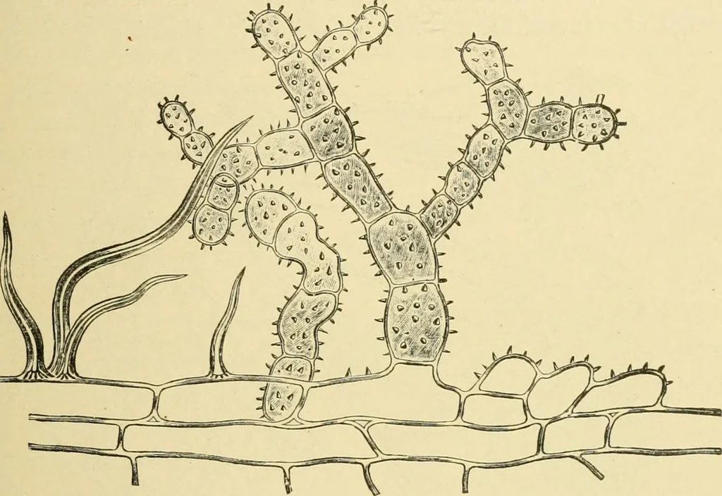 An illustration from The microscopy of vegetable foods, with special reference to the detection of adulteration and the diagnosis of mixtures, 1916, leaf 348