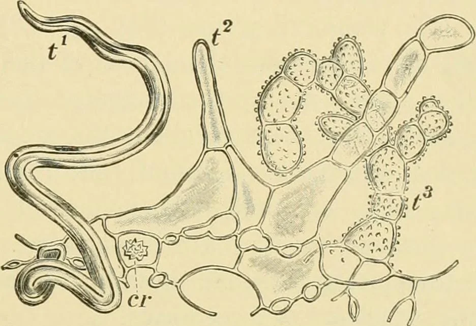An illustration from The microscopy of vegetable foods, with special reference to the detection of adulteration and the diagnosis of mixtures, 1916, leaf 350