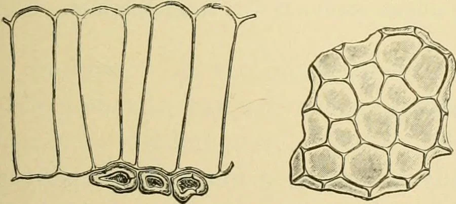 An illustration from The microscopy of vegetable foods, with special reference to the detection of adulteration and the diagnosis of mixtures, 1916, leaf 350