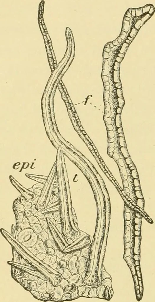 An illustration from The microscopy of vegetable foods, with special reference to the detection of adulteration and the diagnosis of mixtures, 1916, leaf 359