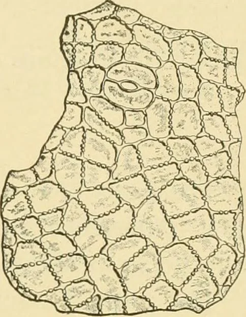An illustration from The microscopy of vegetable foods, with special reference to the detection of adulteration and the diagnosis of mixtures, 1916, leaf 360