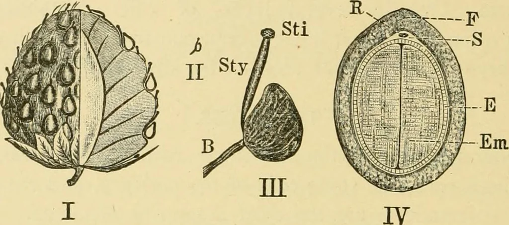 An illustration from The microscopy of vegetable foods, with special reference to the detection of adulteration and the diagnosis of mixtures, 1916, leaf 363