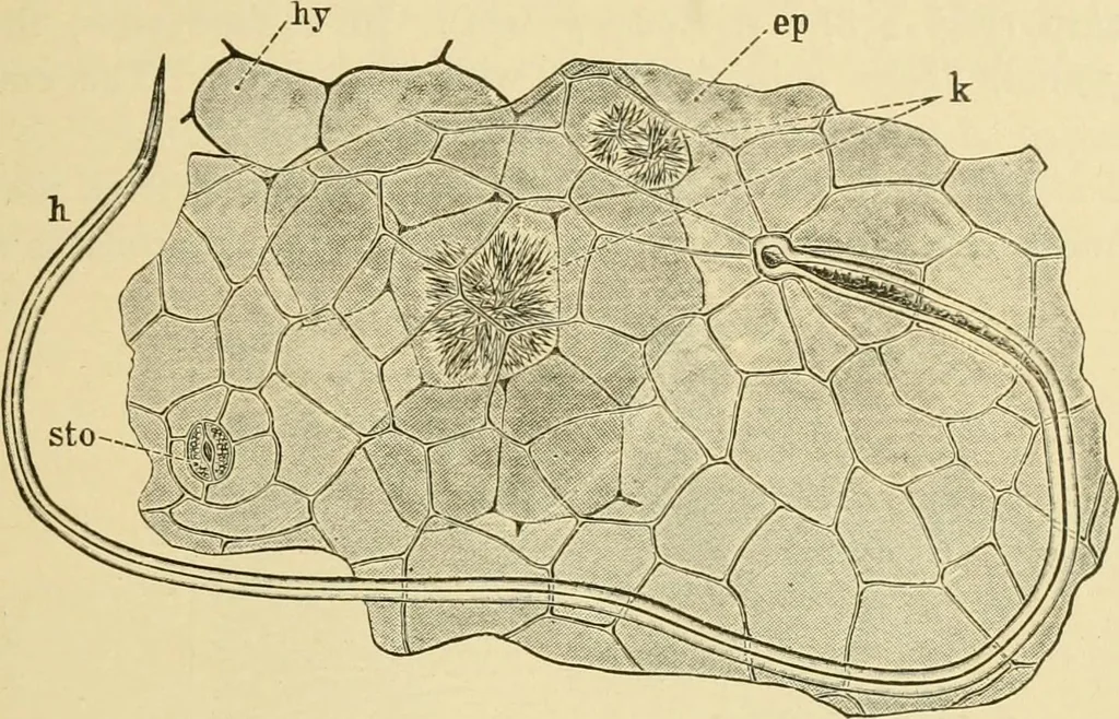 An illustration from The microscopy of vegetable foods, with special reference to the detection of adulteration and the diagnosis of mixtures, 1916, leaf 364