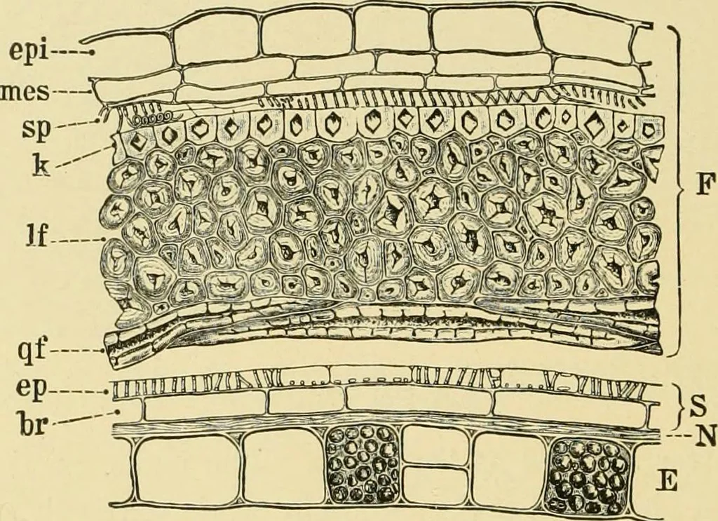 An illustration from The microscopy of vegetable foods, with special reference to the detection of adulteration and the diagnosis of mixtures, 1916, leaf 365