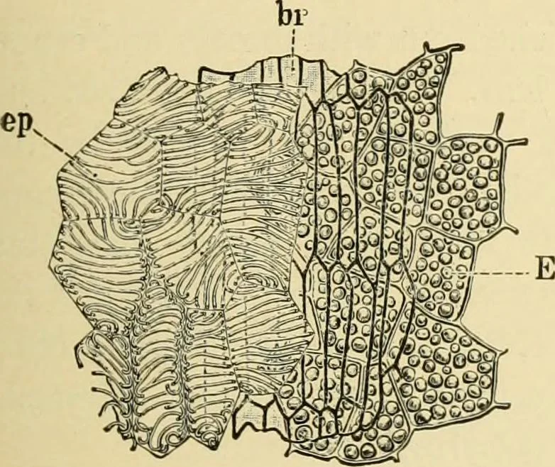 An illustration from The microscopy of vegetable foods, with special reference to the detection of adulteration and the diagnosis of mixtures, 1916, leaf 366